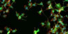 Avanços na fabricação de lentes objetivas para microscopios